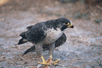 Faucon plrin (Falco peregrinus) (Foto: Vicen Bros)