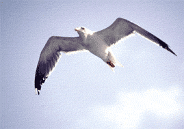 Goland leucophe (Larus cachinnans) (Photo: Albert Tint)