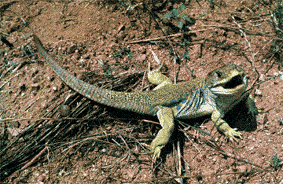 Lzard (Lacerta viridis) (Photo: Joan Real)