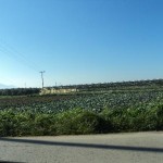 Agricultural production at the periphery of the city: cabbage and cauliflower