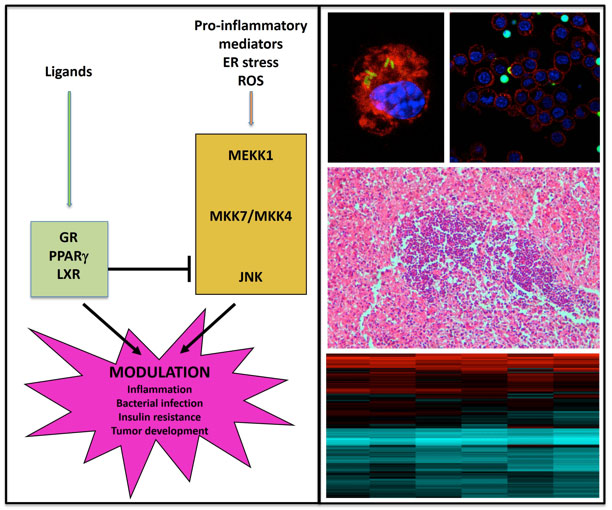 Nuclear Receptors in metabolism, immune responses and cancer