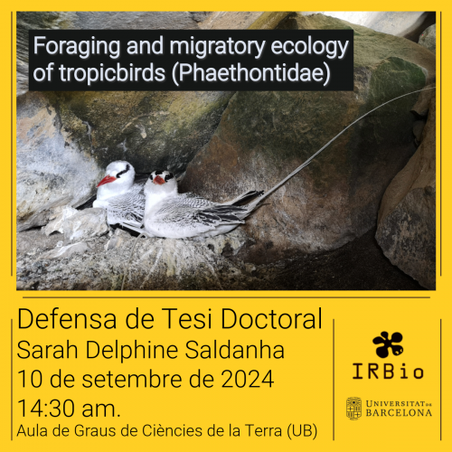 Tesi doctoral: Foraging and migratory ecology of tropicbirds (Phaethontidae)