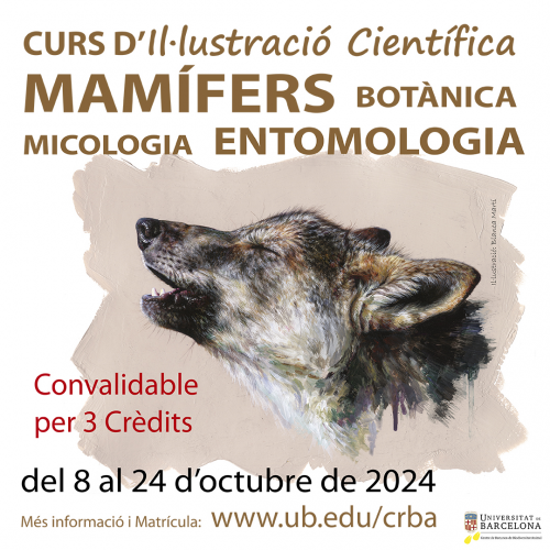 Nova edició del curs d’Il·lustració Científica: mamífers, botànica, micologia i entomologia