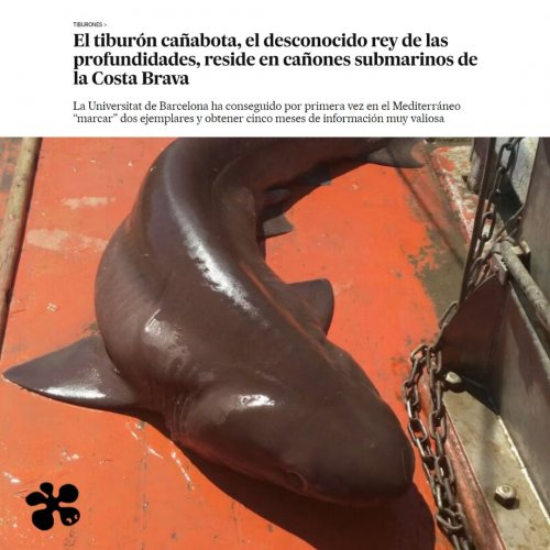 The bluntnose sixgill shark : the unknown king of the deep on the Costa Brava 