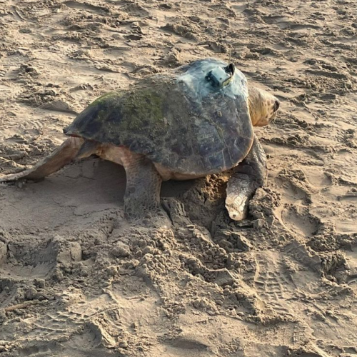 La colonización de tortugas marinas en las costas del Mediterráneo español continúa 
