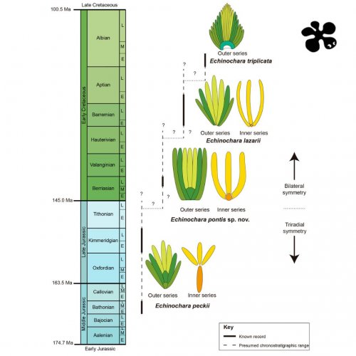 Key fossil discovered to understand the evolution of an aquatic plant