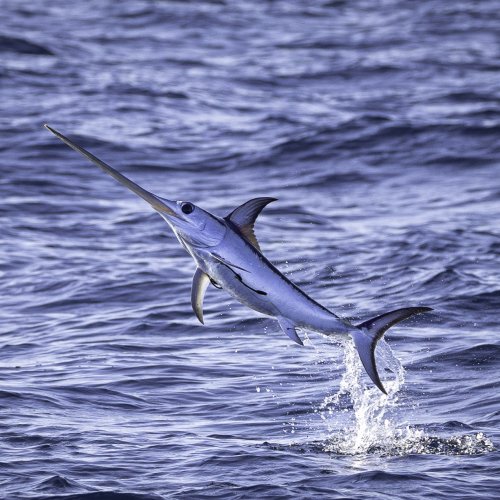 Desvelan la presencia de microplásticos en los grandes peces pelágicos del Mediterráneo 