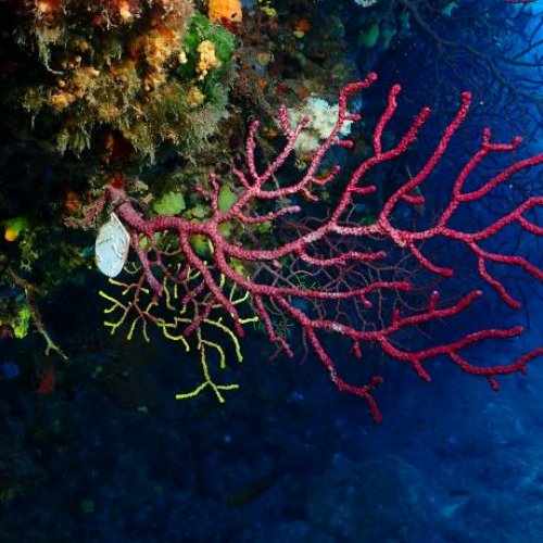 New research warns about the limited ability to adapt of the red gorgonian to marine heatwaves