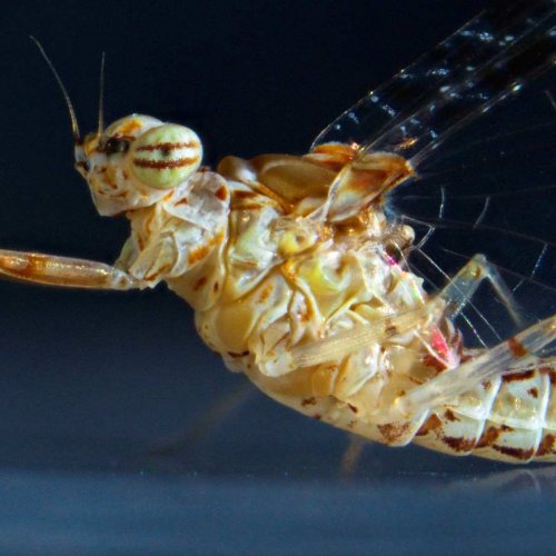 Key molecular mechanism for tissue regeneration in insects discovered