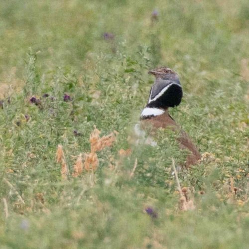 El Observatorio del Patrimonio Natural y la Biodiversidad actualiza el Índice Planeta Vivo que analiza la pérdida de poblaciones de fauna salvaje en Catalunya 