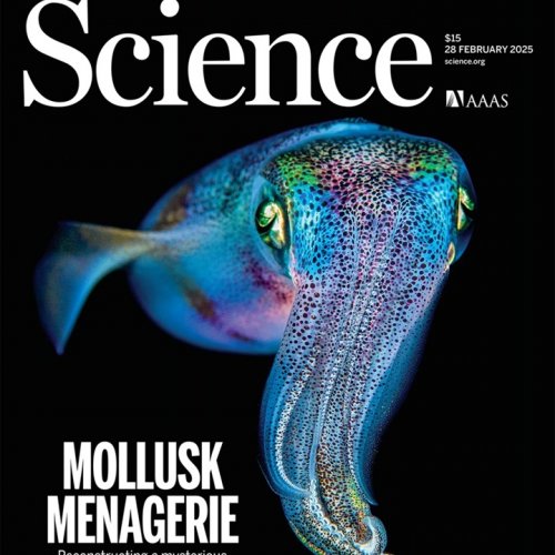 Finding the evolutionary code of molluscs