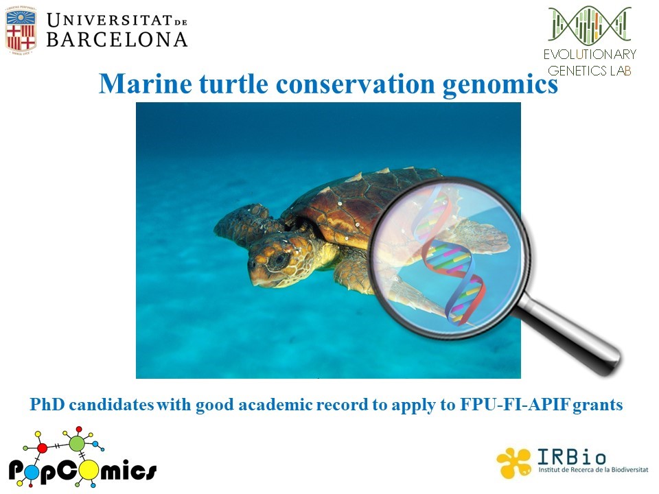A predoctoral position is available to work on conservation genomics on sea  turtles.