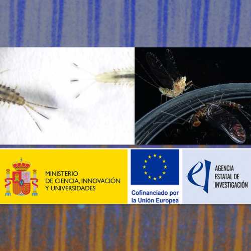 Contracte PreDoc de 4 anys associat al projecte: Phenotypic plasticity versus phenotypic determinism: colour variations in the mayfly Cloeon dipterum