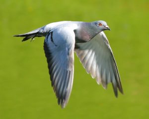 Pigeon ufopilot