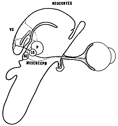 Proyecciones sensoriales en paralelo