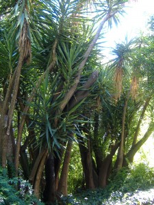 Specimens of yucca (Yucca gigantea)