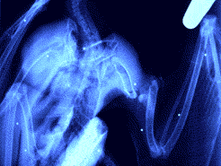 Radiography of a shooted Eagle, we can see the pellets. (Photo: Joan Real)