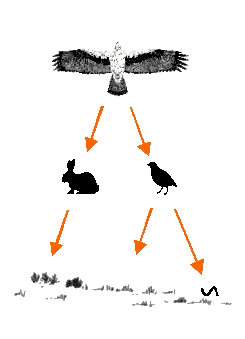 Cadena trfica de l'liga perdiguera.