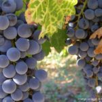 Terminologia de la vitivinicultura