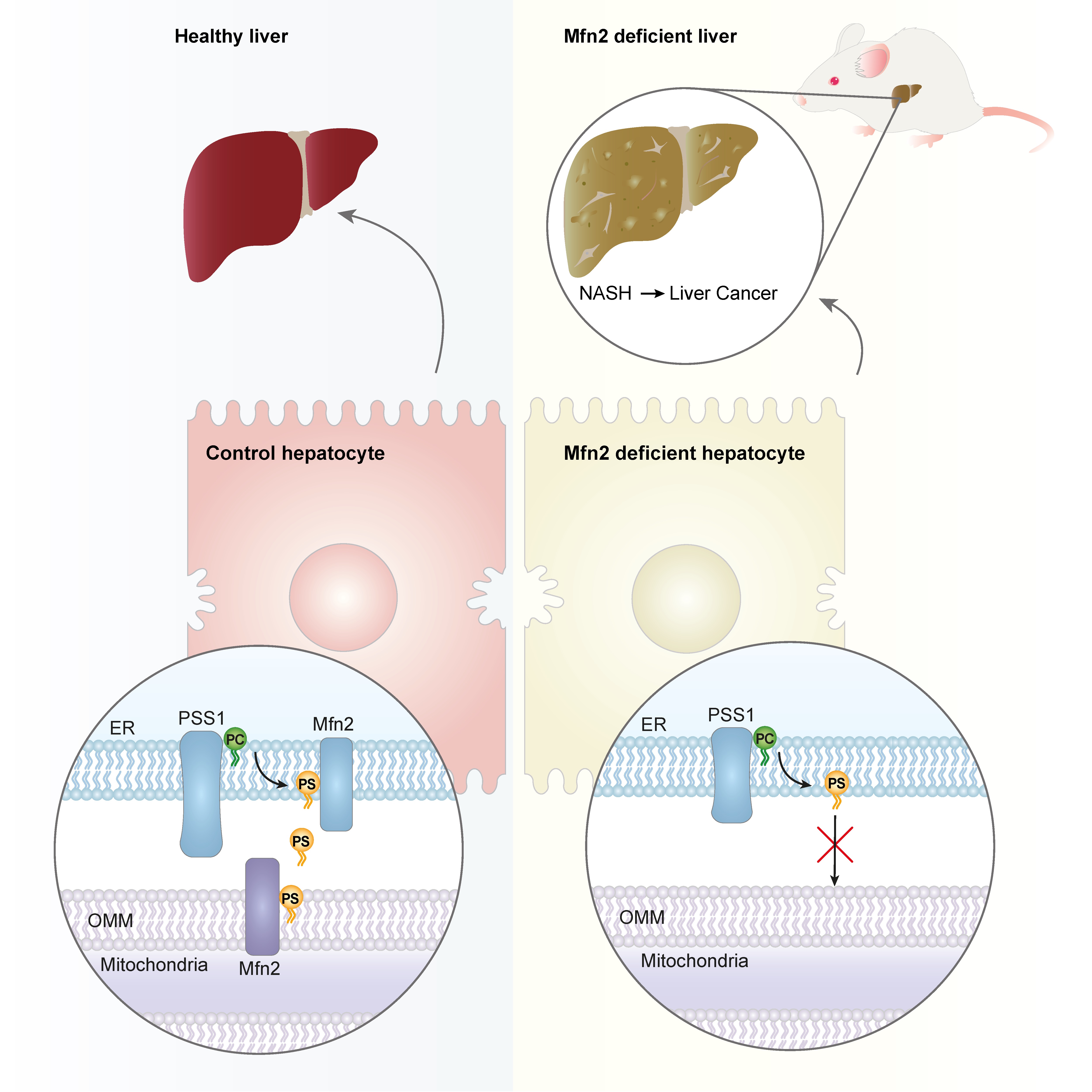 Molecular basis of metabolic pathologies and associated to membrane ...