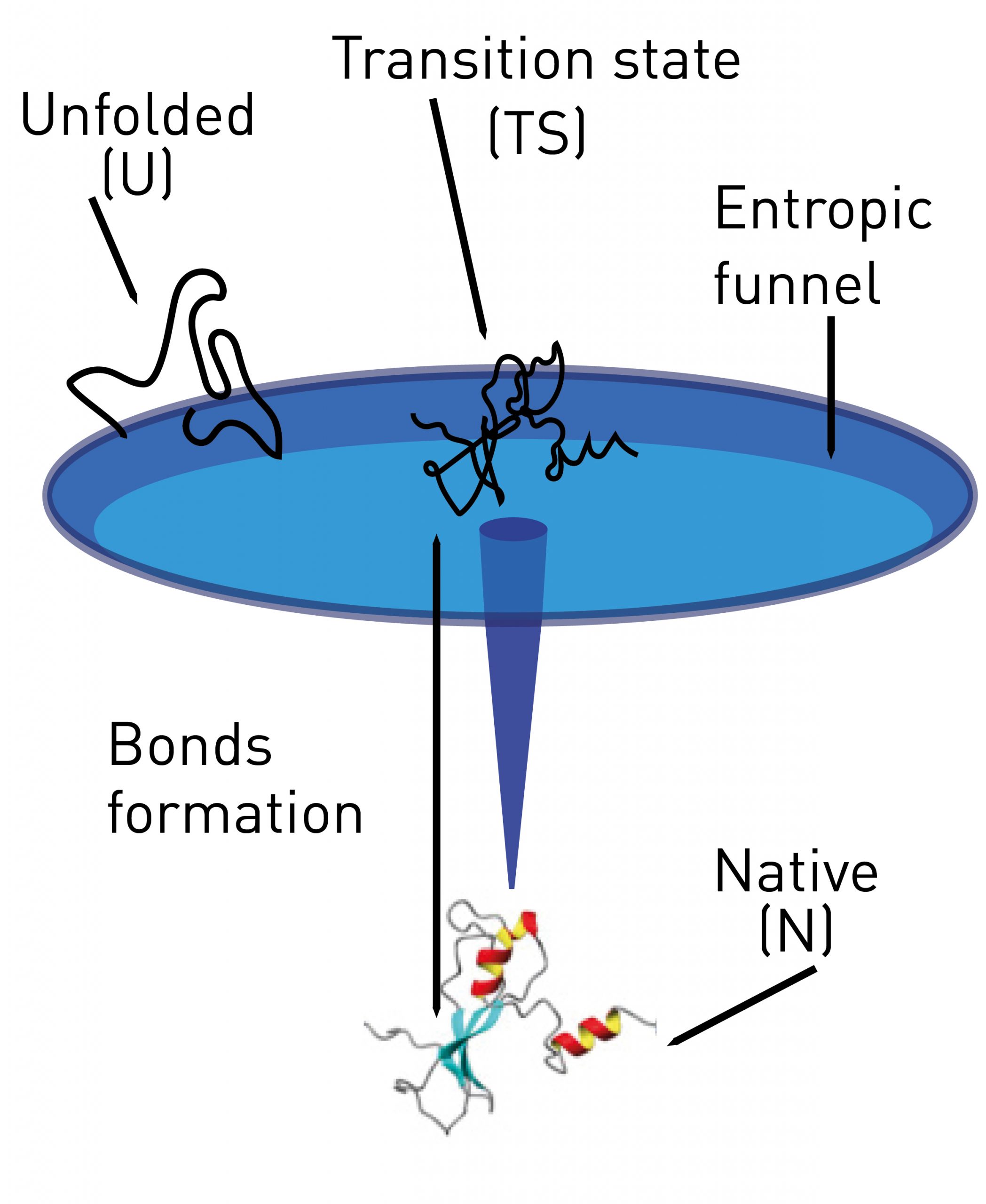 new-advances-in-the-protein-folding-process-thermodynamics-in-ub