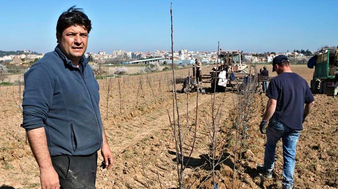 Tàrrega tiene la primera plantación de manzanas ecológicas del Urgell