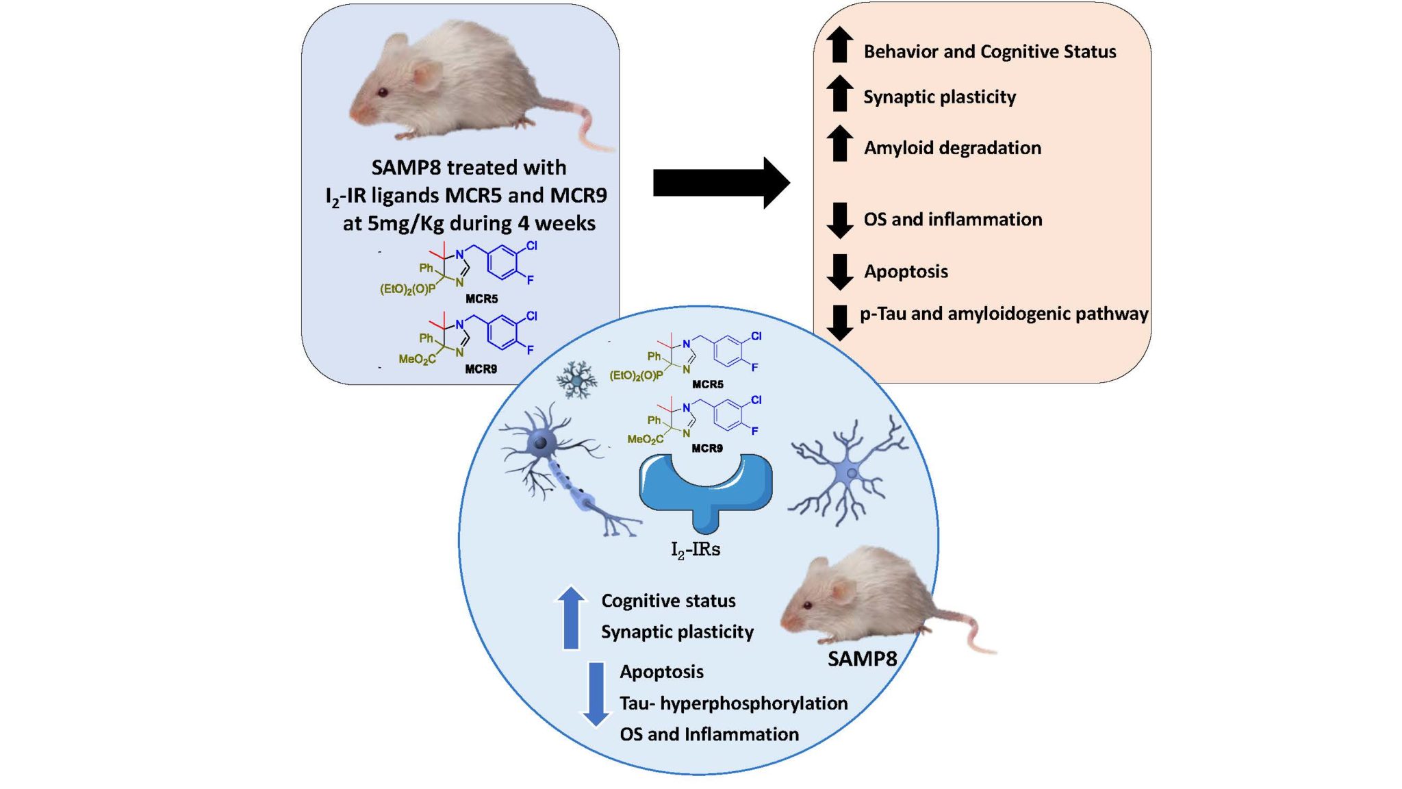 Behavioural and cognitive improvement induced by novel imidazoline I2 ...