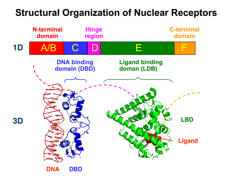Nuclear Receptor Structure