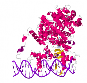 PPAR gamma y RXR unidos al DNA
