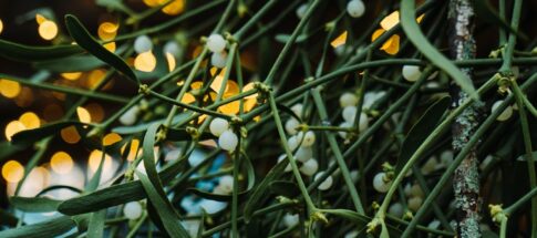 green leafed plant