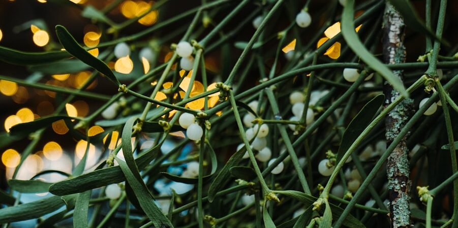 green leafed plant