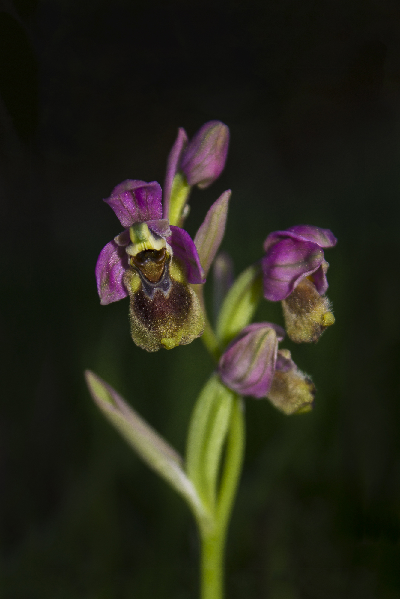 fotoNAT-UB 2021 - SELECCIONADA DE NATURA: Salvem les orquídies autòctones (David Parrón)