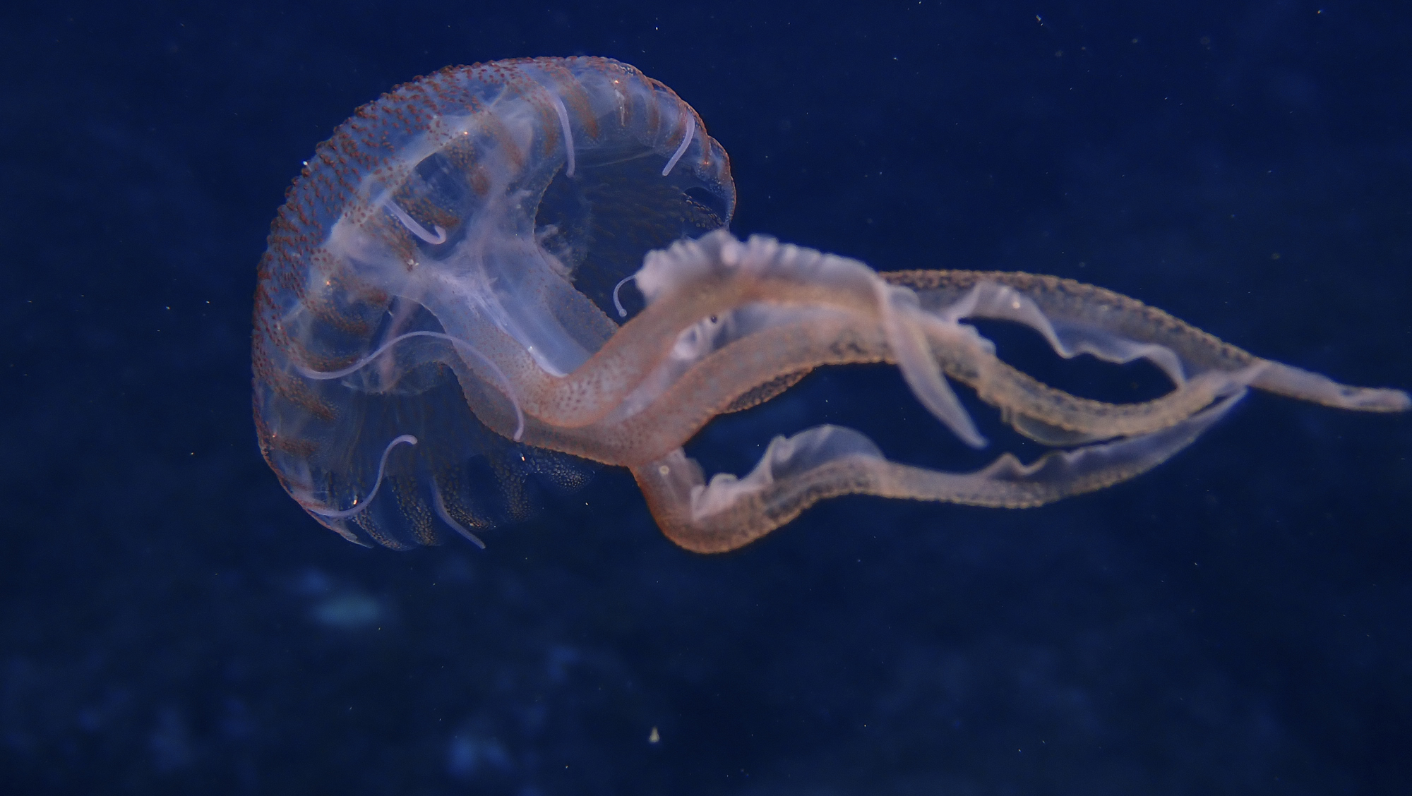 fotoNAT-UB 2021 - SELECCIONADA DE ZOOLOGIA: 'Groovy jellyfish' (Martín Gargallo)
