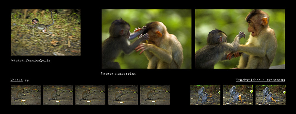 Plafó 5 de l'exposició "Borneo, esguards a un paradís" amb fotografies de Joan de la Malla (Primats II)