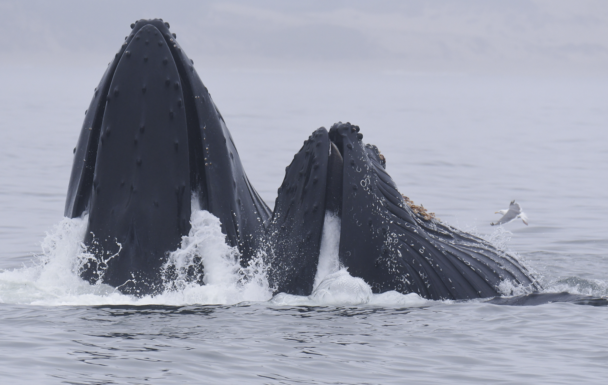 fotoNAT-UB 2021 - ACCÈSSIT DE ZOOLOGIA: 'Humpback whale' (Arnau Gelpí)