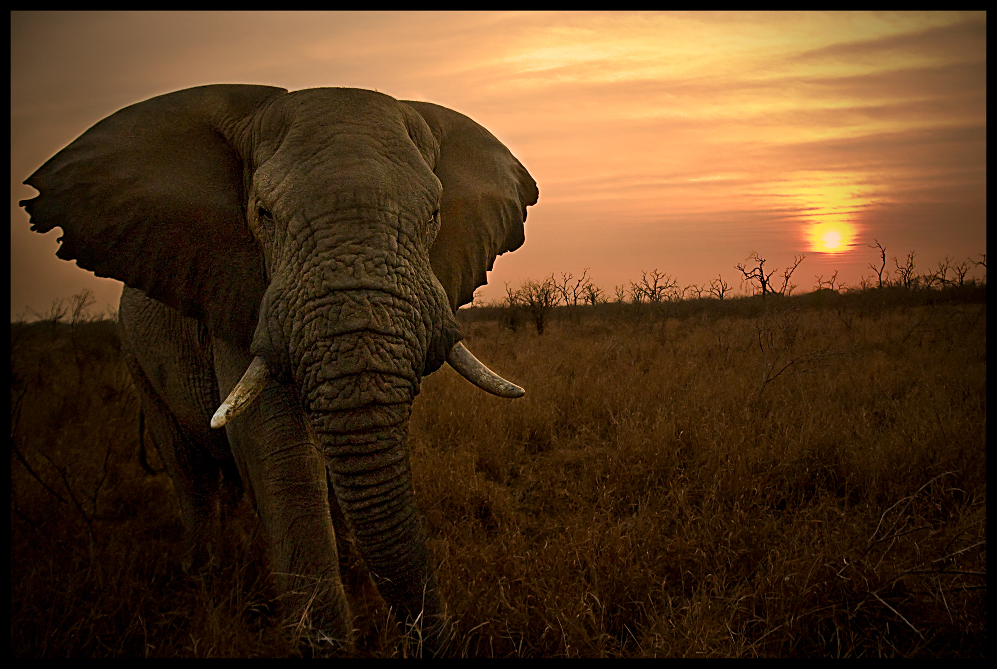 fotoNAT-UB 2010 - SELECCIONADA DE ZOOLOGIA: Vell elefant (Roberta Sommaggio)