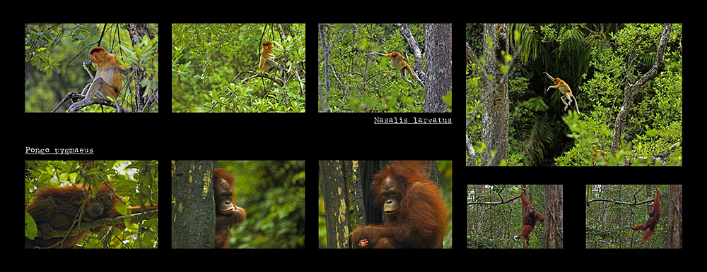 Plafó 4 de l'exposició "Borneo, esguards a un paradís" amb fotografies de Joan de la Malla (Primats I)
