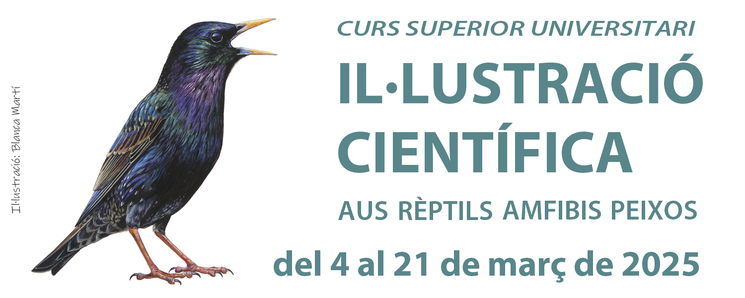 Curso de Ilustración Científica: Aves, Reptiles, Anfibios y Peces