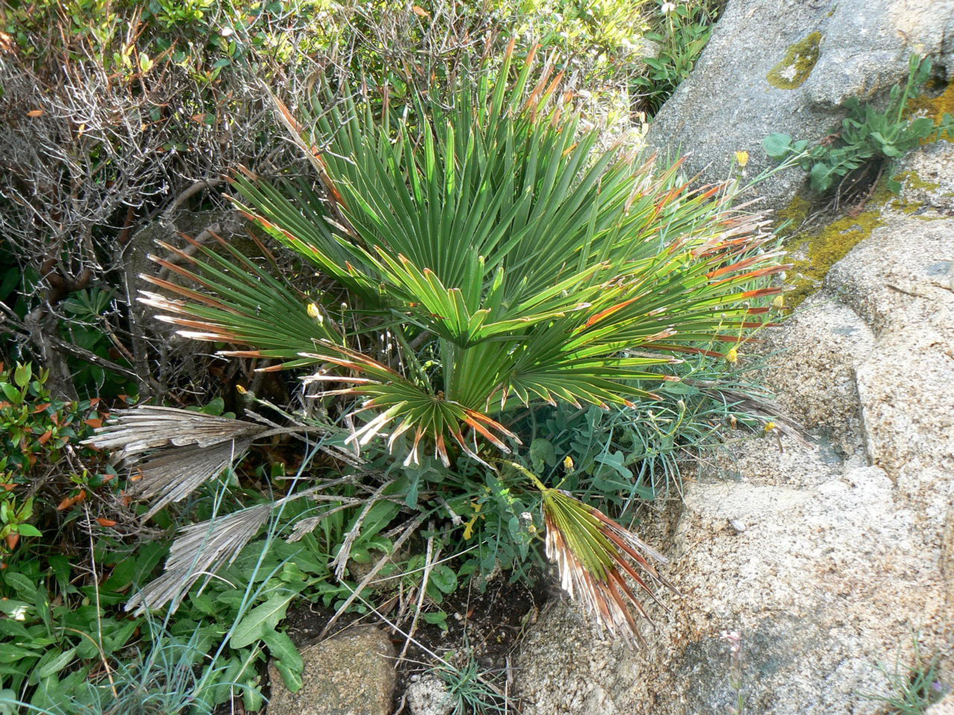 Chamaerops humilis (margalló)