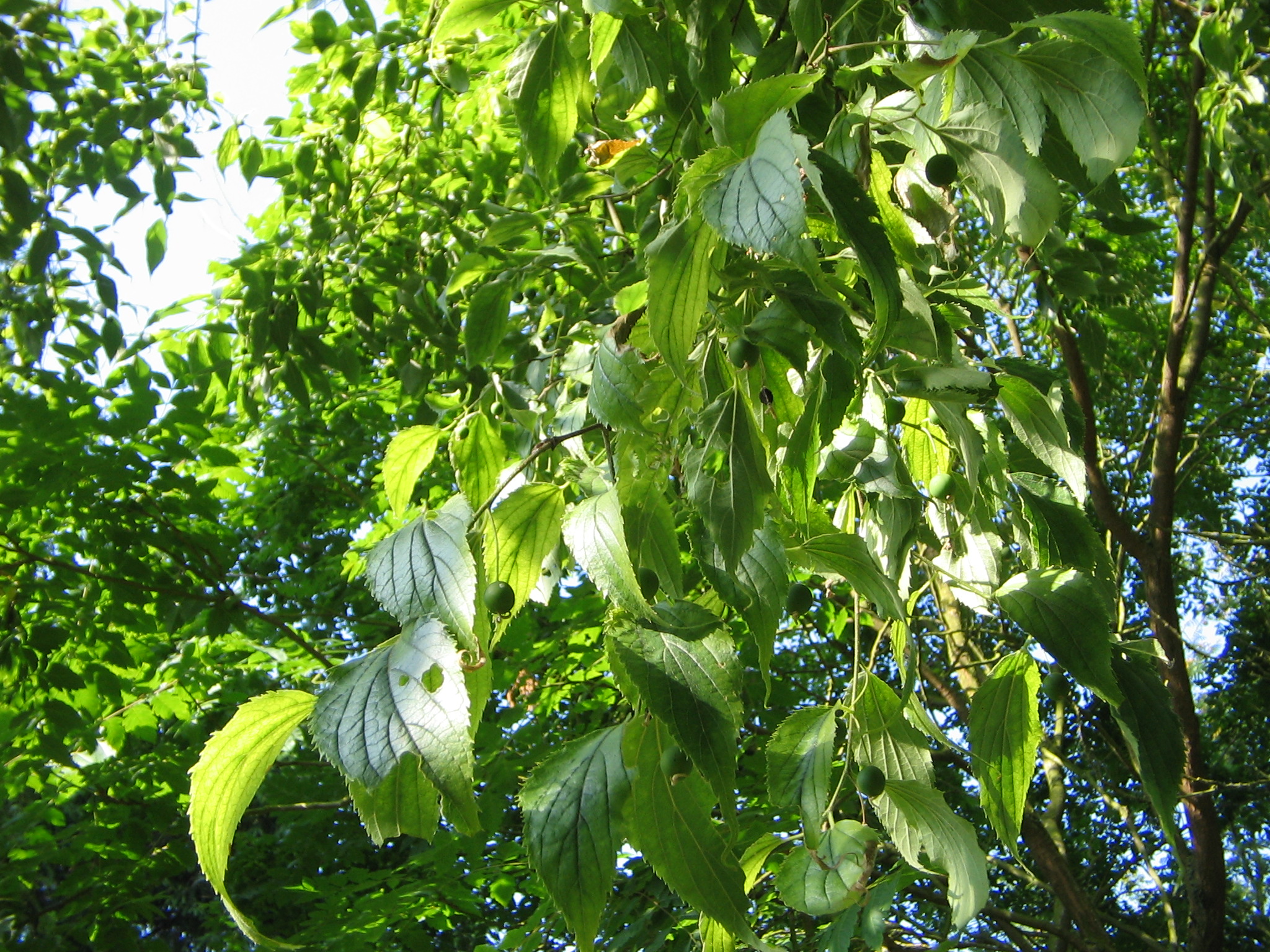 Celtis australis (lledoner)