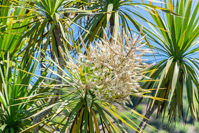 Cordyline australis (cordilina)