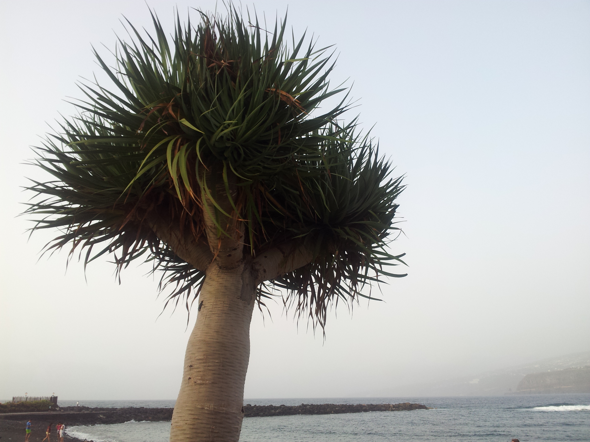 Dracaena draco (drago)