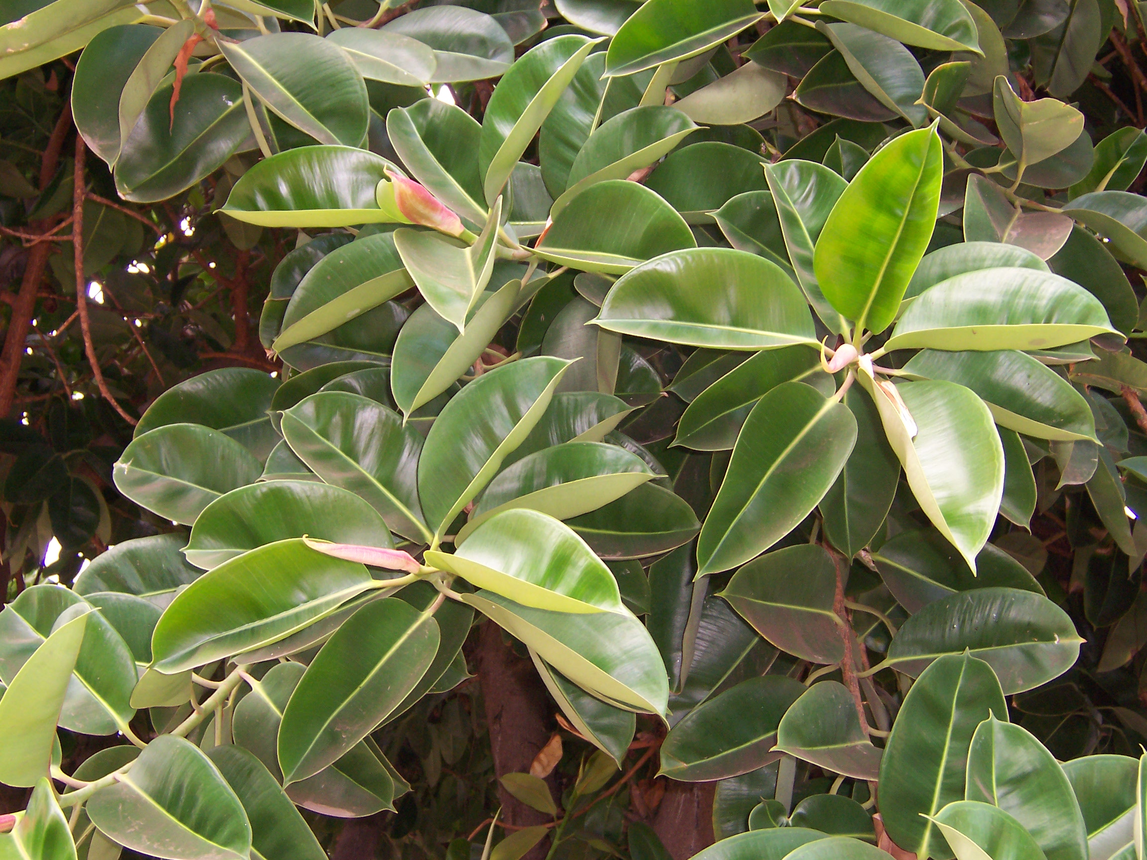 Ficus elastica (figuera de cautxú)