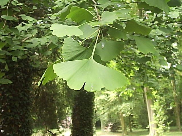 Ginkgo biloba (ginkgo)