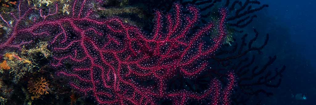 Presentación de la Sección de Ecología