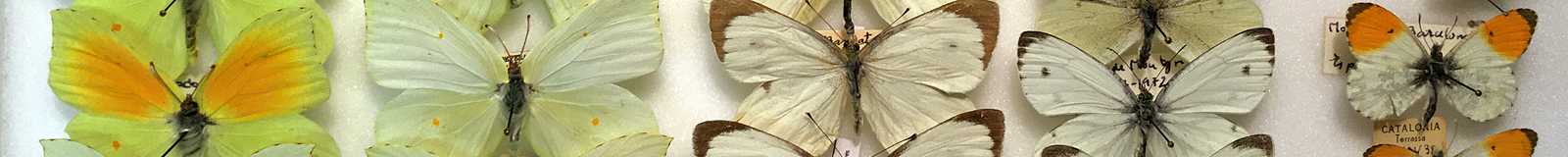 Col·lecció de Lepidoptera