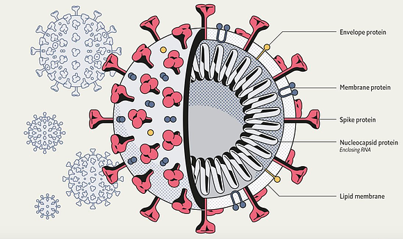 virologia~mv2