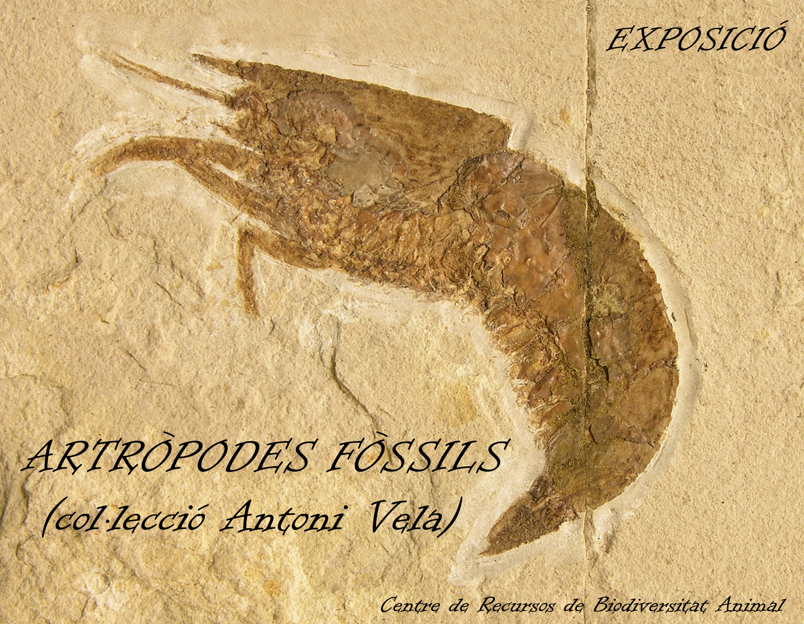 Artrópodos fósiles