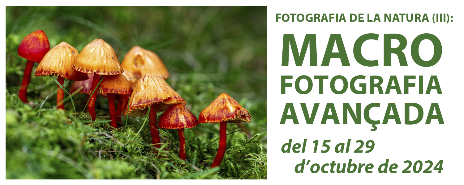 Curso de Fotografía de la Naturaleza (III): Técnicas Especializadas - Macrofotografía Avanzada - octubre de 2024