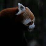 a close up of a red panda bear near a tree